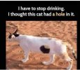 cat hole.jpg