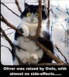 owl cat.jpg